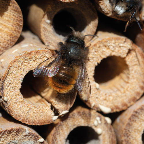 Hotel de madera para insectos Weru 3